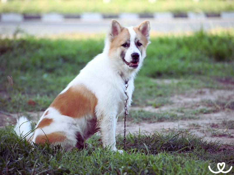 Plemeno-thai-bangkaew-dog (10)